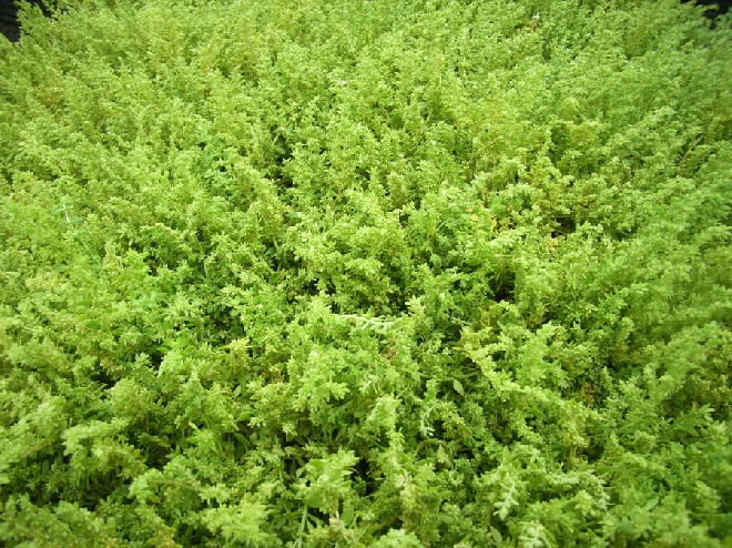 Herniaria glabra Breukkruid