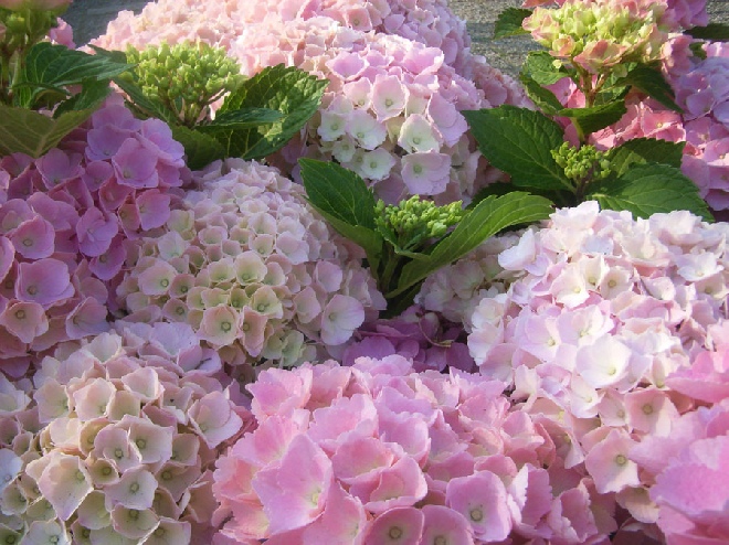 Hydrangea macrophylla 'Bodensee' Hortensia 'Bodensee'