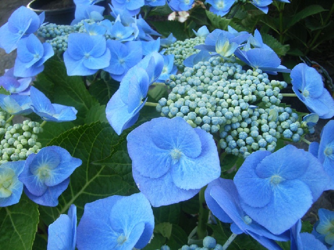 Hydrangea macrophylla 'Blaumeise' Hortensia 'Blaumeise'