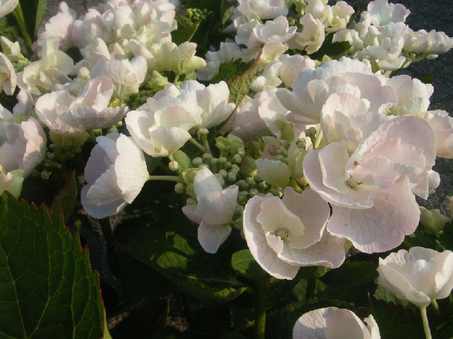 Hydrangea macrophylla 'Hobella' Hovaria® Hortensia