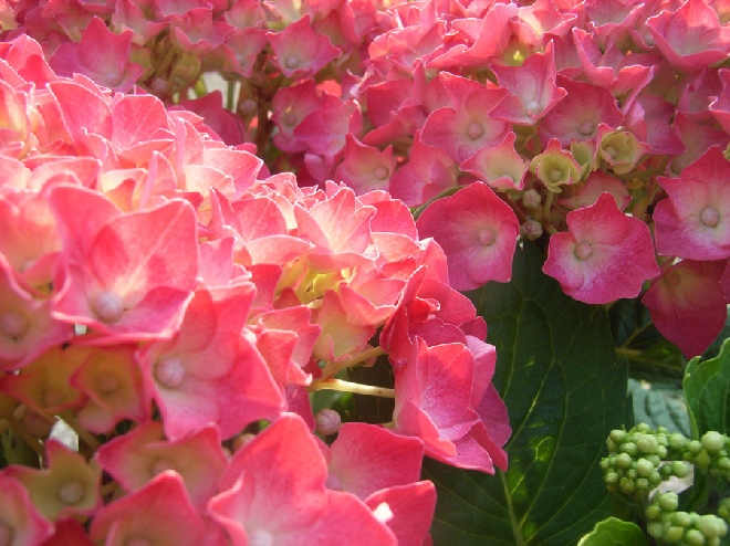 Hydrangea macrophylla 'Leuchtfeuer' Hortensia 'Leuchtfeuer'