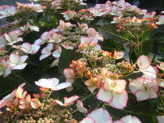 Hydrangea macrophylla 'Love You Kiss' Hovaria ® Hortensia