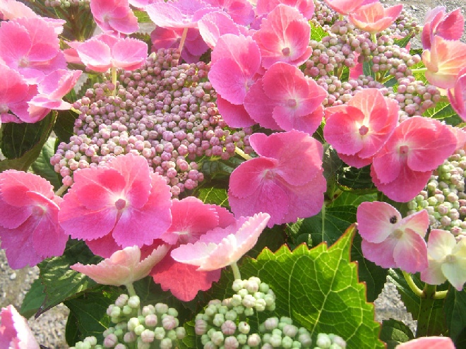 Hydrangea macrophylla 'Taube' Hortensia 'Taube'