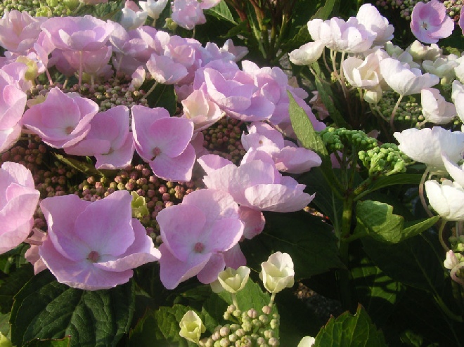 Hydrangea macrophylla 'Nanping' (Sturdy Nanping) Hortensia
