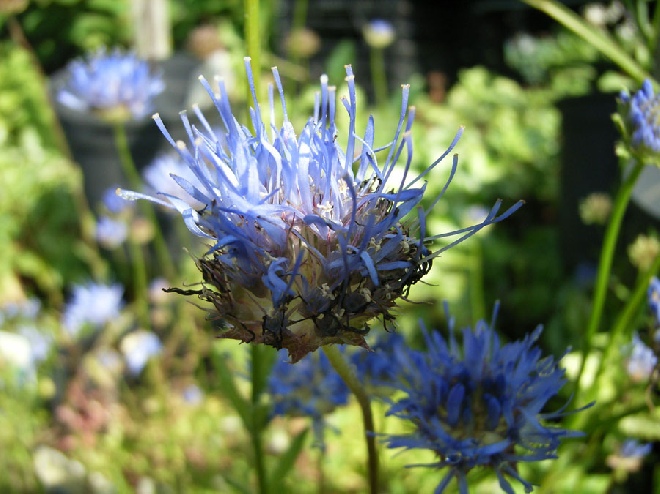 Jasione laevis 'Blaulicht' Zandblauwtje