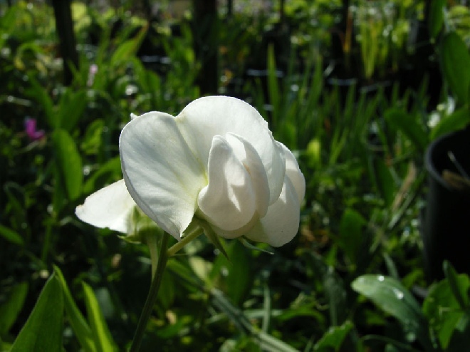 Lathyrus latifolius 'White Pearl' Overblijvende Pronkerwt