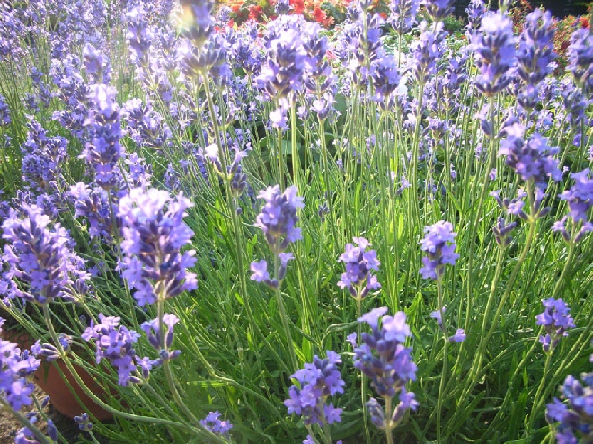 Lavandula angustifolia 'Munstead' Lavendel