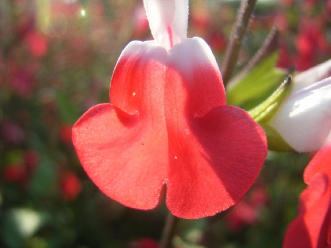 Salvia microphylla 'Hot Lips' Wit/Rode Salie