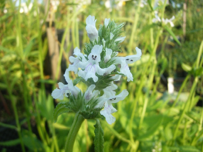 Betonica officinalis 'Alba' (syn. Stachys officinalis 'Alba') Andoorn