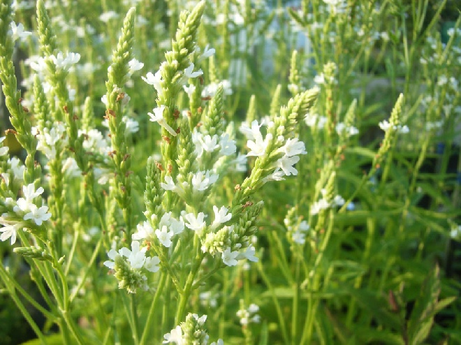 Verbena hastata 'Alba' IJzerhard