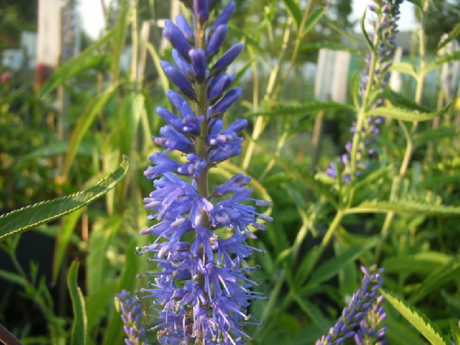 Veronica spicata Aarereprijs