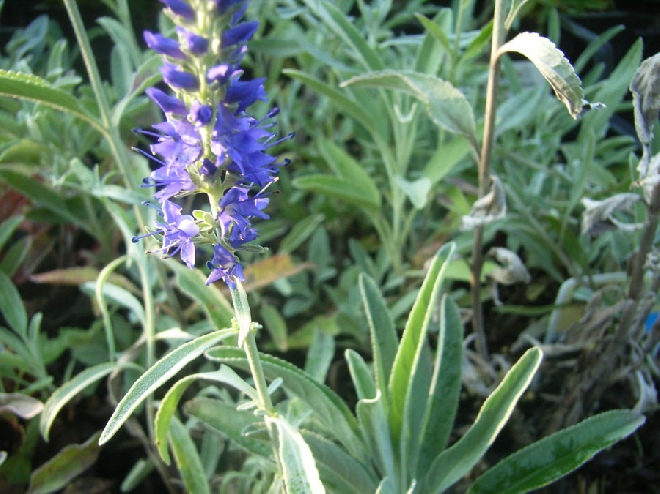 Veronica spicata subsp. incana (syn. Veronica incana) Aarereprijs