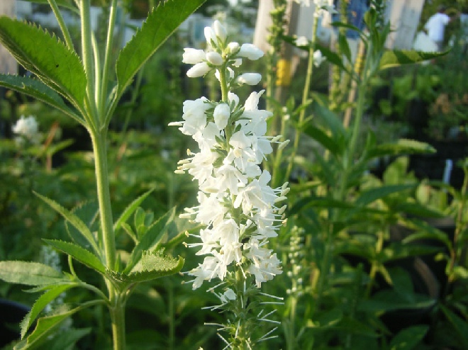 Veronica longifolia 'Schneeriesin' Ereprijs