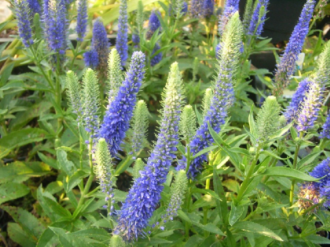 Veronica spicata 'Ulster Dwarf Blue' Ereprijs