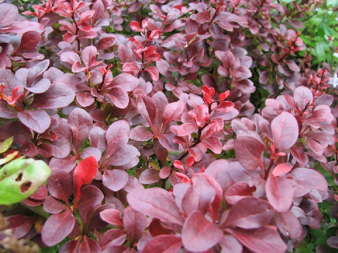 Berberis thunbergii 'Atropurpurea Nana' Zuurbes