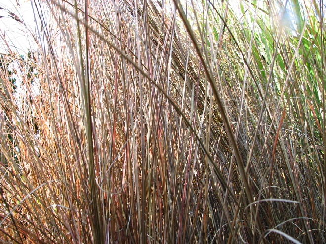 Carex buchananii Rode zegge