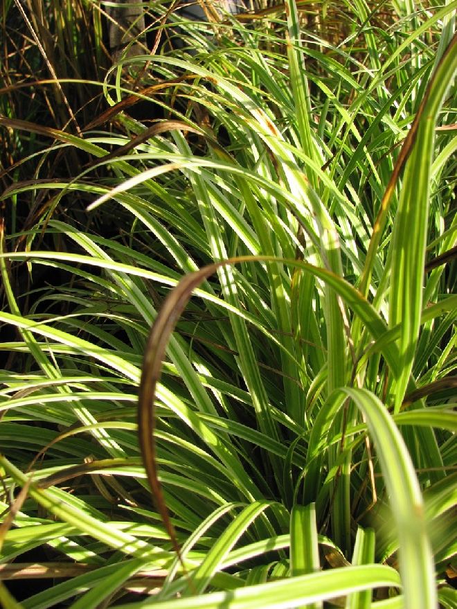 Carex 'Silver Sceptre' (syn. carex siderostica 'Silver Sceptre') Zegge