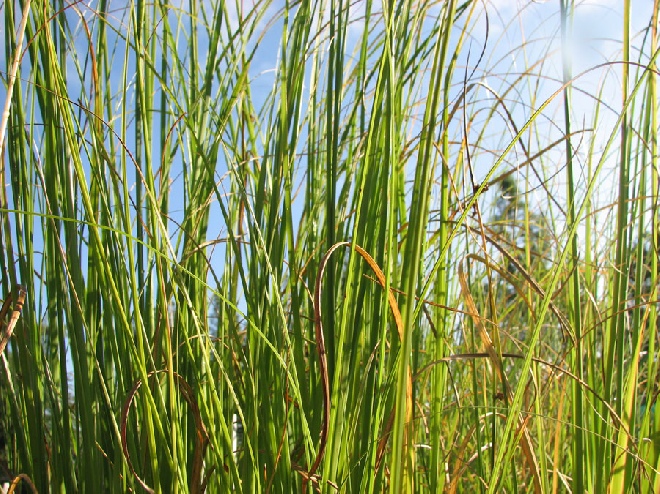Cortaderia selloana 'Rosea' Pampasgras