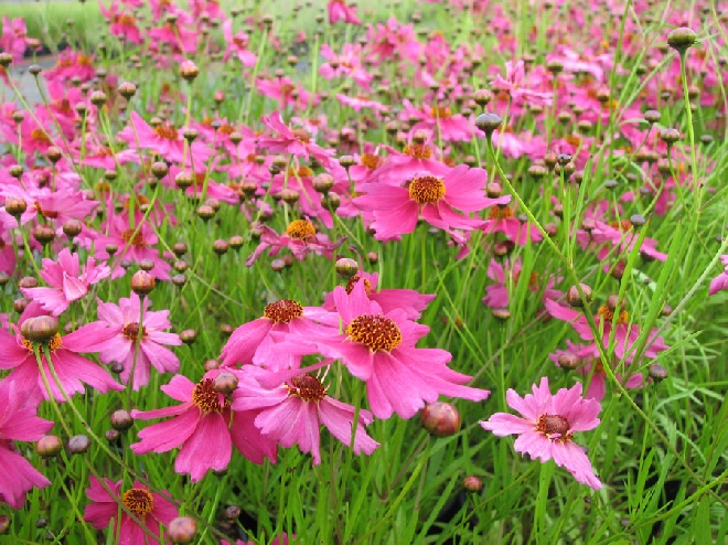 Coreopsis 'Limerock Passion' Meisjesogen