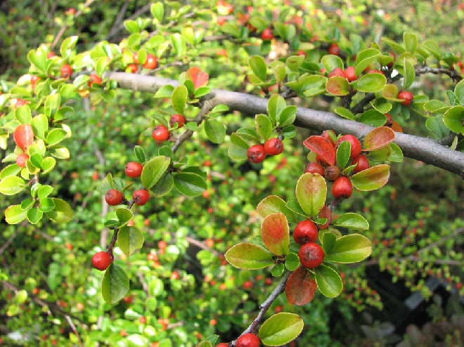 Cotoneaster horizontalis Dwergmispel