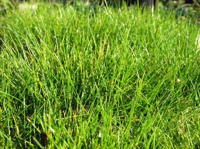 Festuca gautieri  Groen Zwenkgras