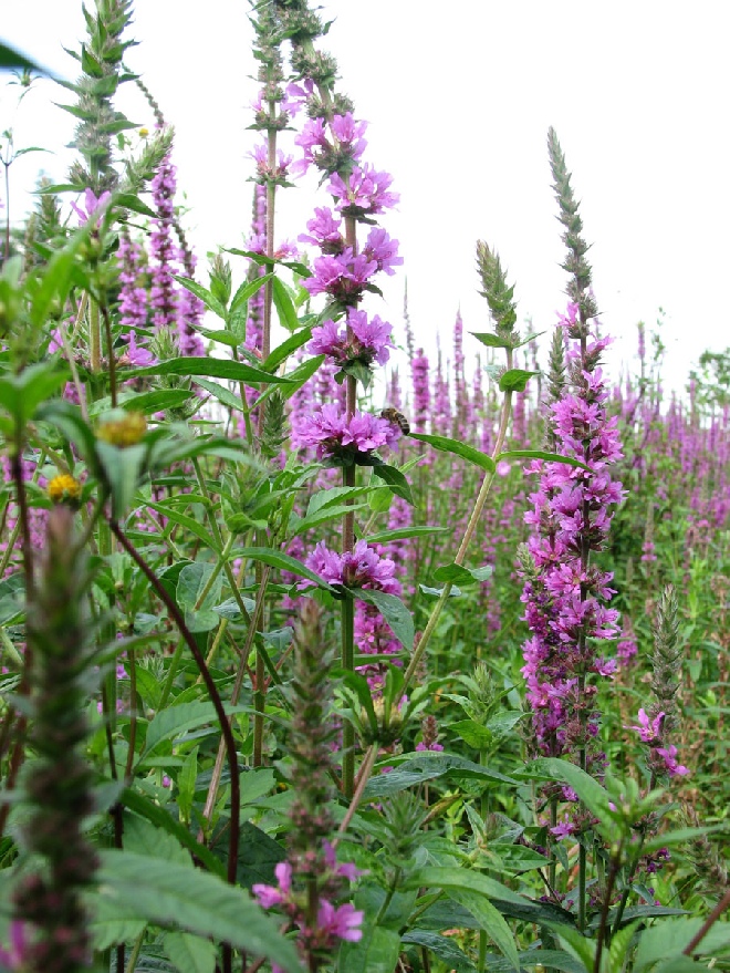 Lythrum salicaria Kattenstaart, Kattestaart
