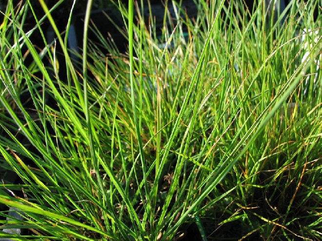Pennisetum alopecuroides 'Little Bunny' Lampenpoetsergras, Borstelveergras