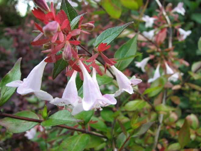 Abelia grandiflora Schijnkamperfoelie