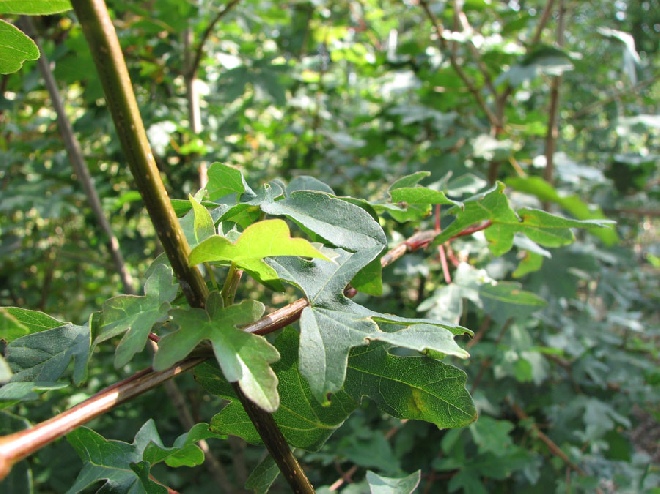 Acer campestre 'Green Column' Zuilvormige Veldesdoorn, Spaanse Aak