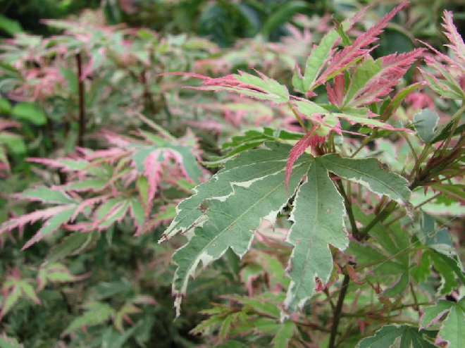 Acer palmatum 'Butterfly' Japanse Esdoorn