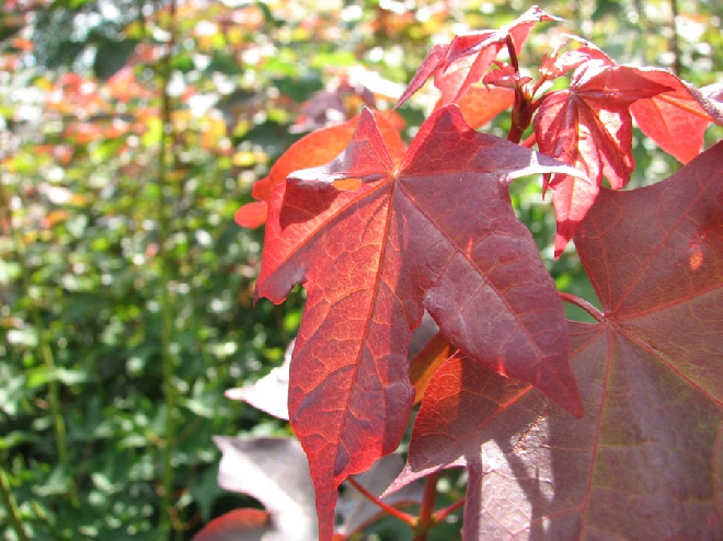 Acer cappadocicum 'Rubrum' Colchische Esdoorn