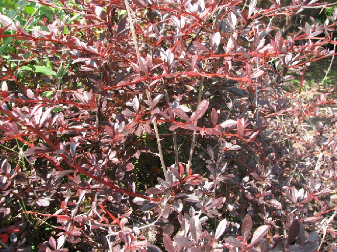 Berberis thunbergii 'Red Chief' Zuurbes