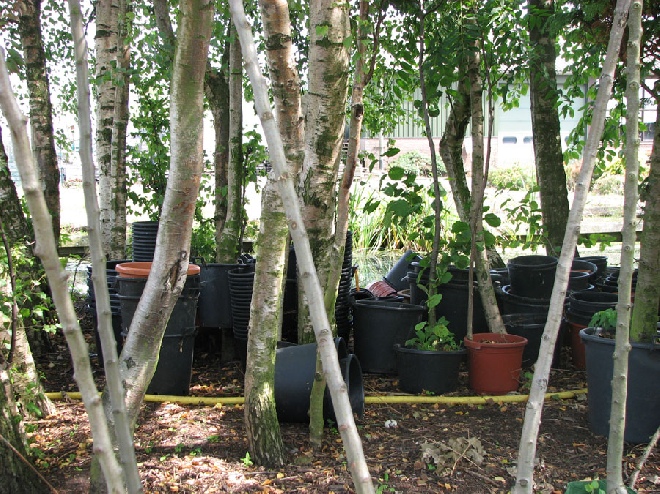 Betula 'Golden Treasure' Gouden Berk
