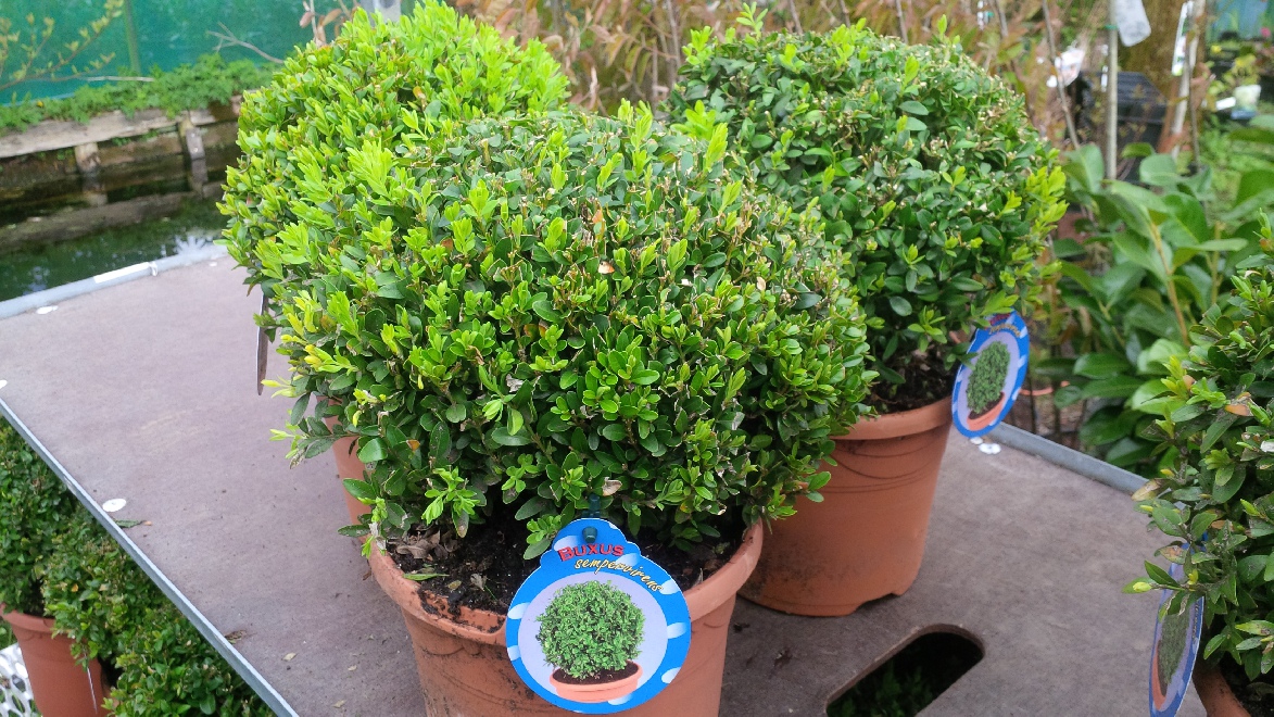 Buxus sempervirens Palmboompje, Bolbuxus, Buxusbol