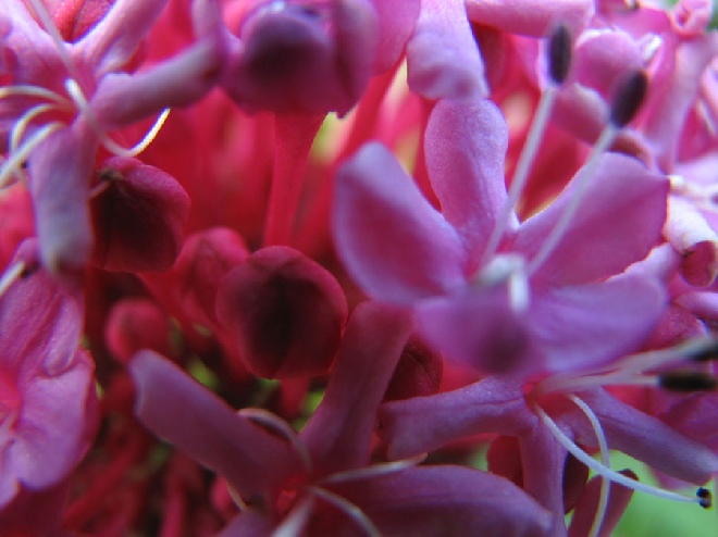Clerodendrum bungei Kansenboom