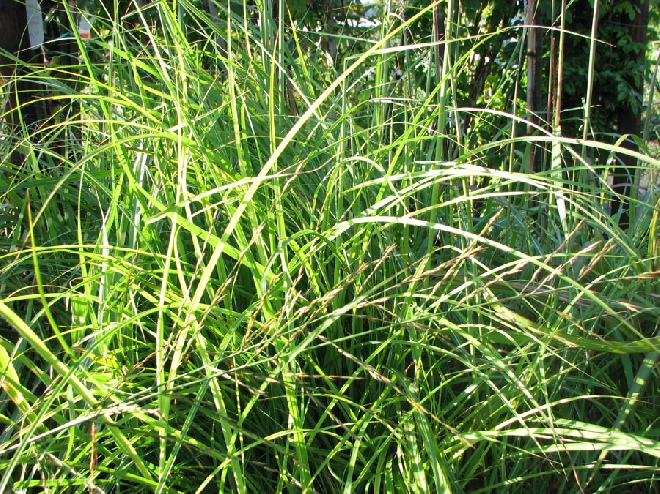 Miscanthus sinensis 'Undine' Chinees prachtriet