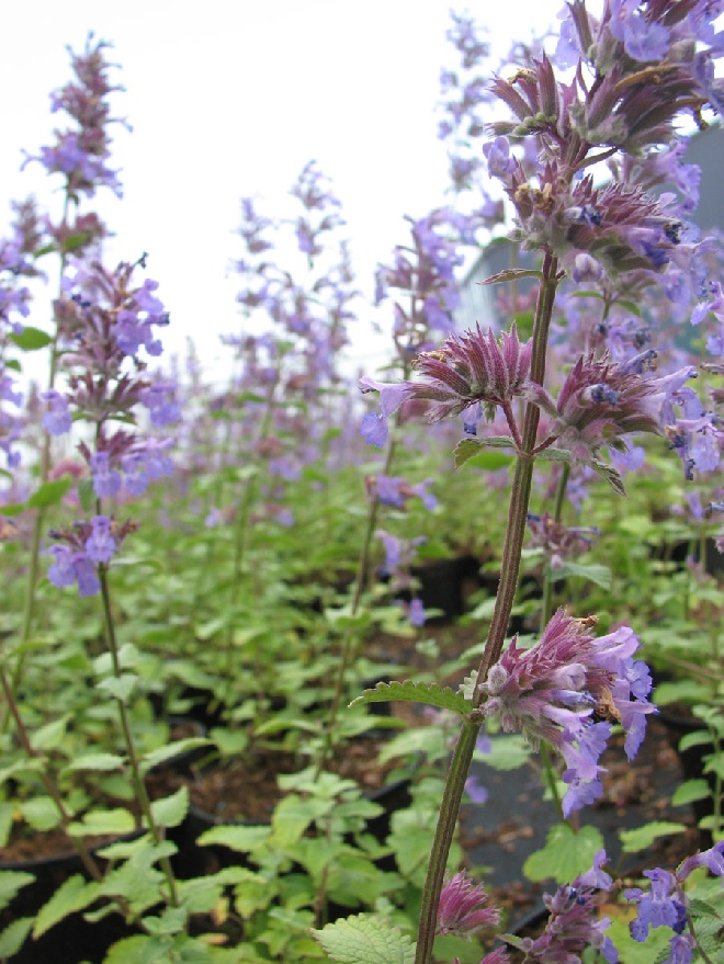 Nepeta racemosa 'Blue Wonder' Kattekruid
