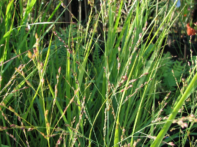 Panicum virgatum 'Heavy Metal' Gierst, Vingergras