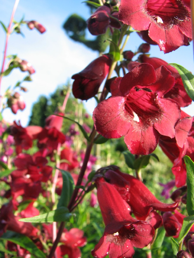 Penstemon 'Rich Ruby' schildpadbloem