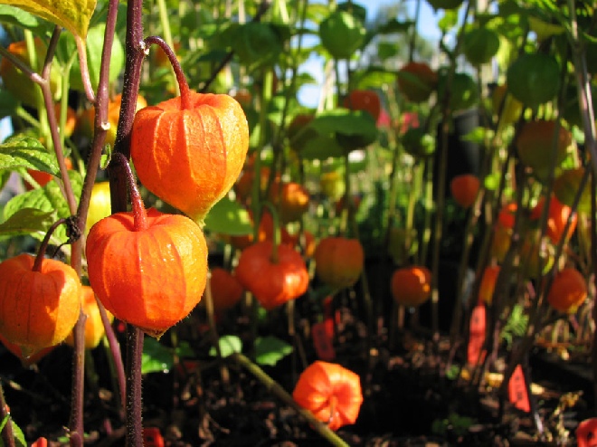 Physalis alkekengi var. franchetii Lampionplant