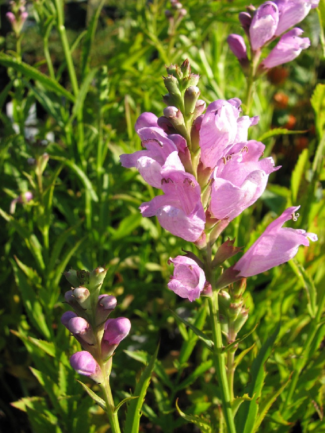 Physostegia virginiana 'Bouquet Rose' Scharnierplant, SCHARNIERBLOEM