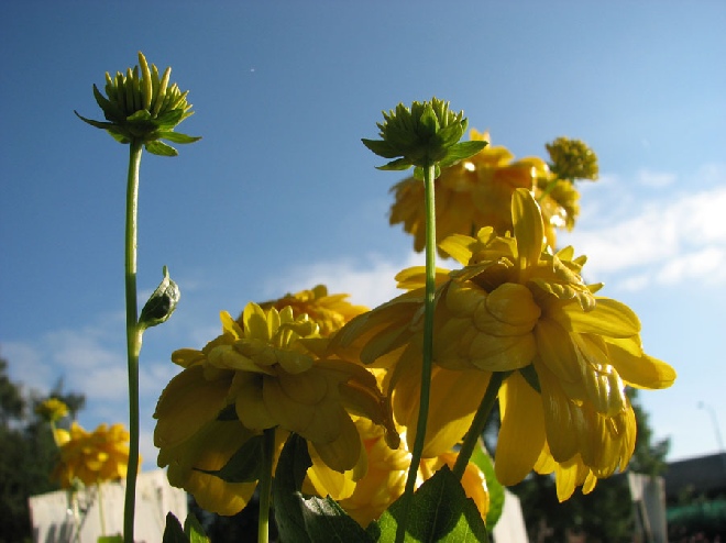 Rudbeckia laciniata 'Goldquelle' Zonnehoed