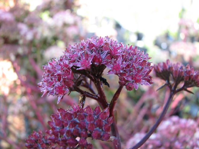 Sedum 'Purple Emperor' Vetkruid
