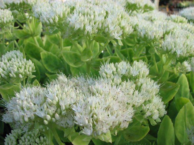 Sedum spectabile 'Iceberg' (Hylotelephium 'Iceberg') Witte Hemelsleutel, Vetkruid