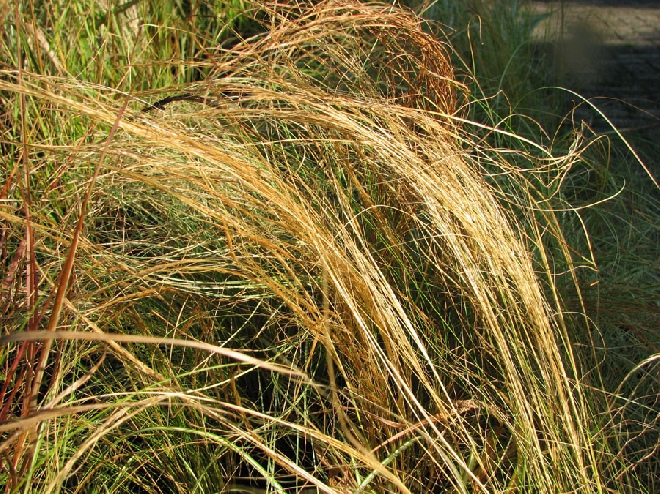 Stipa tenuifolia Vedergras