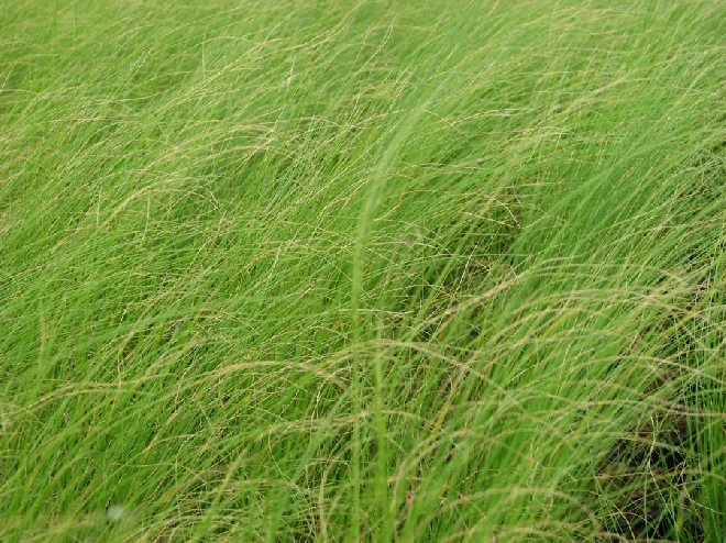 Nassella tenuissima 'Ponytails' (syn. Stipa tenuissima 'Ponytails') Vedergras