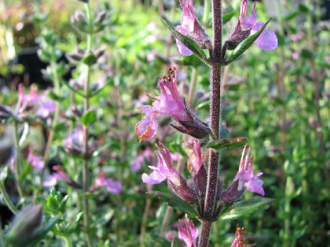 Teucrium lucidrys Gamander