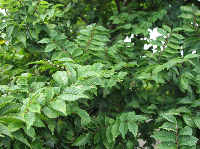 Ulmus minor 'Jacqueline Hillier'  dwergiep