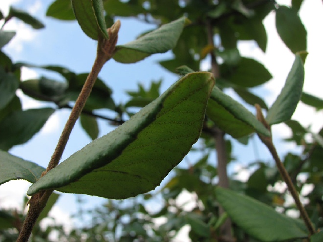 Viburnum burkwoodii Sneeuwbal