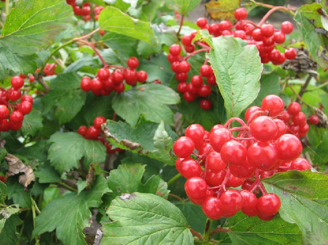 Viburnum opulus 'Compactum' Viburnum Gelderse roos